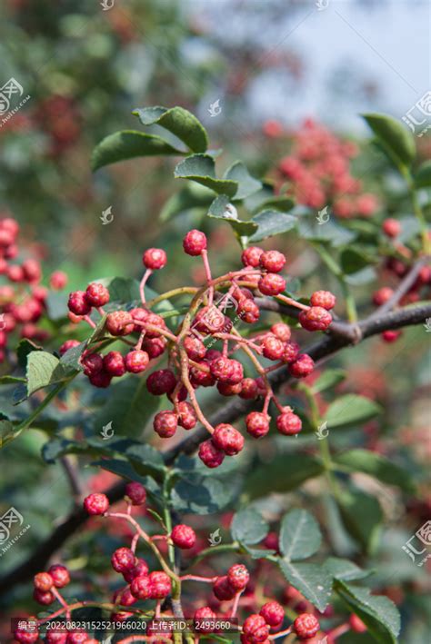 花椒树|花椒树怎么繁殖的？花椒树的栽培方法